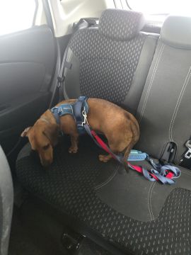 Hotel para Cães