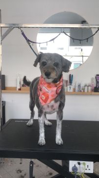 Hotel para Cães