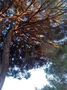 Poda e Manutenção de Árvores - Jardinagem e Relvados