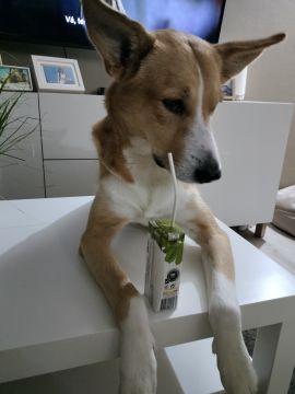 Hotel para Cães