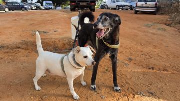 Hotel para Cães