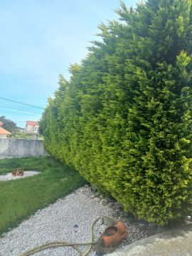 Gardening