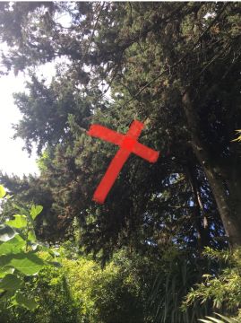 Tree Trimming and Maintenance