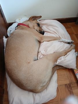 Hotel para Cães