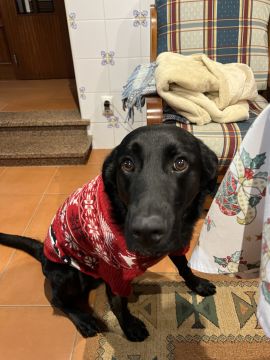 Pension pour chiens