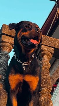 Hotel para Cães