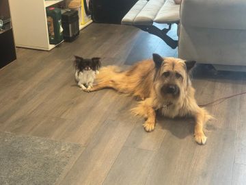 Hotel para Cães