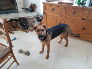 Pet Boarding and Daycare