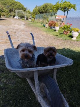 Creche para Cães