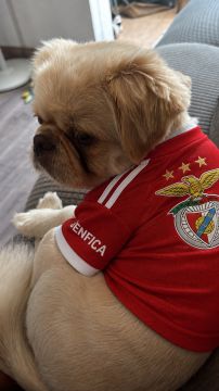 Hotel para Cães