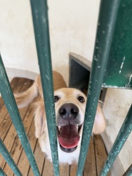 Hotel para Cães