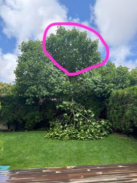 Tree Trimmer