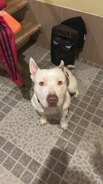 Hotel para Cães
