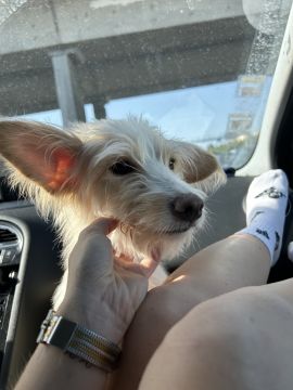 Hotel para Cães