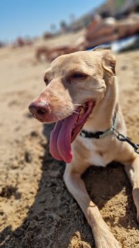 Hotel para Cães