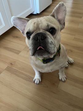 Pet Boarding and Daycare
