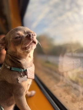 Hotel para Cães