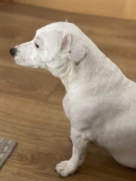 Hotel para Cães
