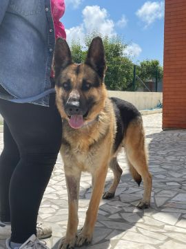 Hotel para Cães