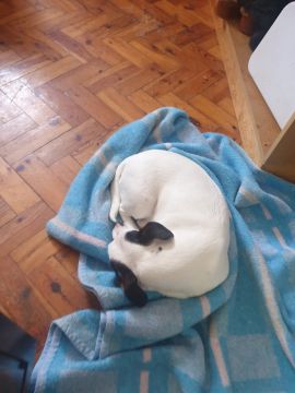 Hotel para Cães