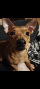 Hotel e Creche para Animais
