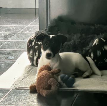 Hotel para Cães
