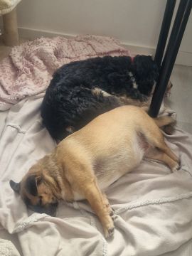 Hotel para Cães