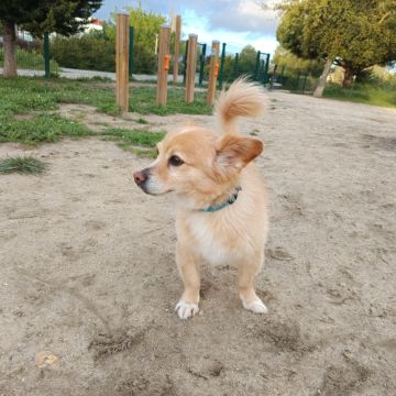 Xana Gonzalez - Almada - Dog Sitting