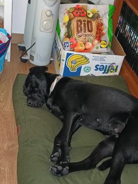 Hotel para Cães