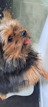 Hotel para Cães