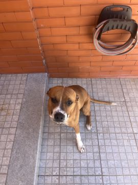 Hotel para Cães