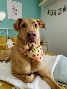 Hotel para Cães