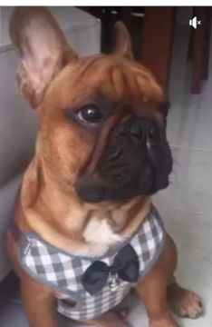 Hotel para Cães