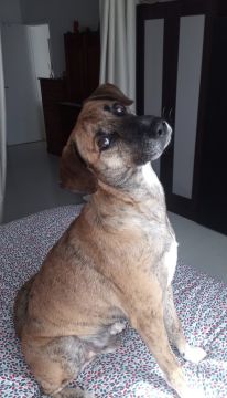 Hotel para Cães