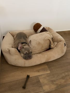Hotel para Cães