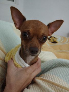 Hotel para Cães