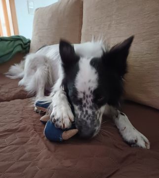 Dog Hotel
