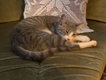 Hotel para Gatos