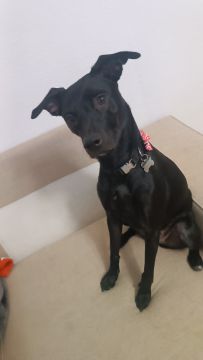 Hotel para Cães