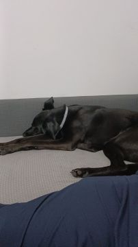 Hotel para Cães