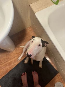 Hotel para Cães