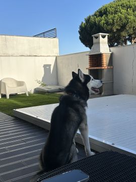 Hotel para Cães