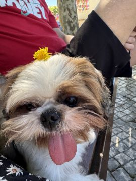 Hotel para Cães
