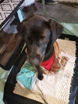 Hotel para Cães