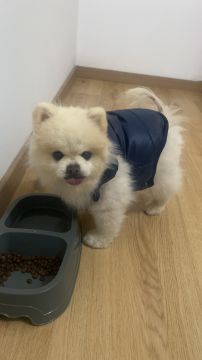 Pet Boarding and Daycare - Pets