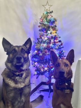 Hotel para Cães