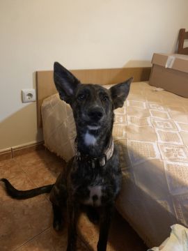 Hotel para Cães
