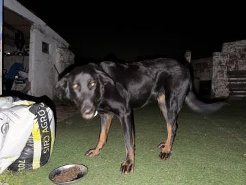 Hotel para Cães