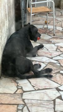 Hotel para Cães