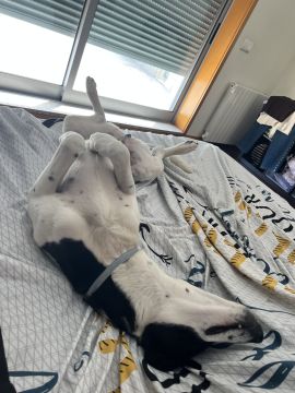 Hotel e Creche para Animais